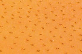 SOLA CORN      (YELLOW)