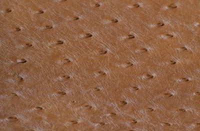 SOLA SHERRY       (BROWN)