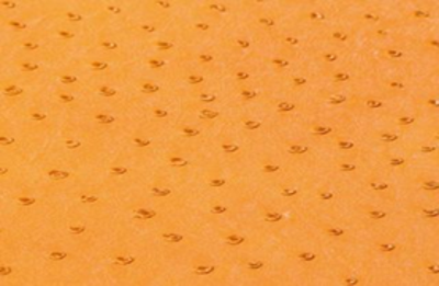 SOLA CORN      (YELLOW)