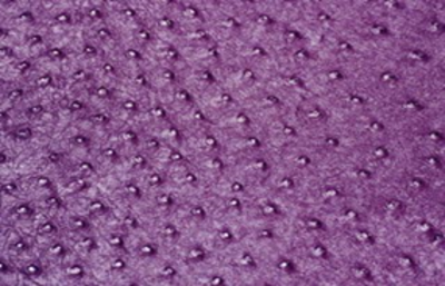 SOLA CYCLAM     (PURPLE)
